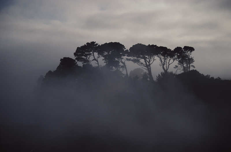 Туман в лесу лес  туман