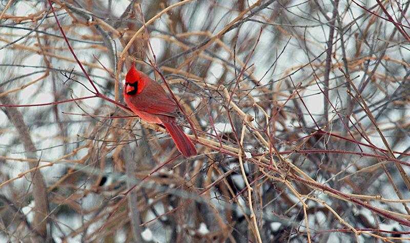 Кардинал кардинал  птицы