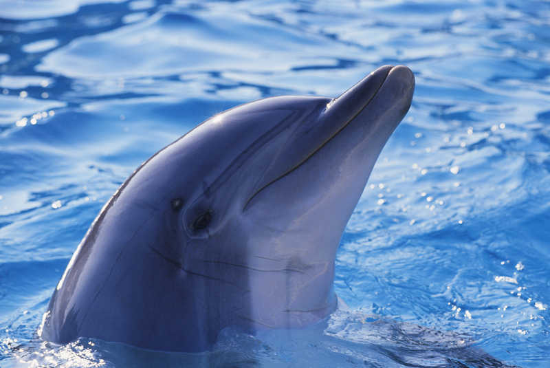 Дельфин - друг человека в море дельфин  море