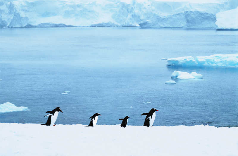 Мама, папа, сестра и я - дружная семья! пингвин