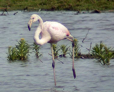 Фламинго Фламинго