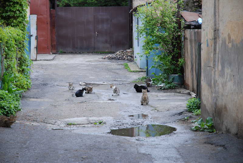 Одесса кошки