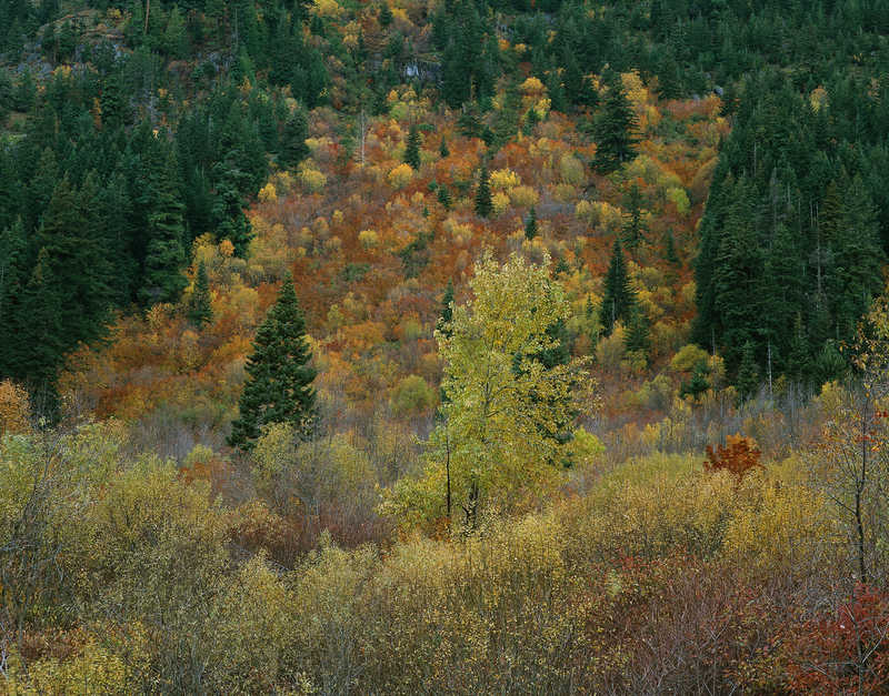 Осенний лес флора  природа  лес  осень