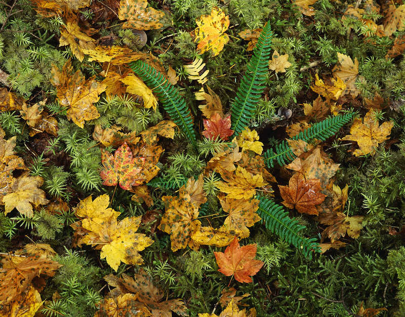 Осенние листья флора  природа  осень  листья