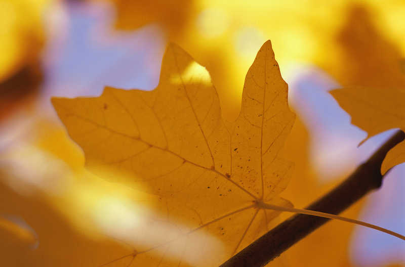 Лист кленовый флора  природа  осень  лист  клен