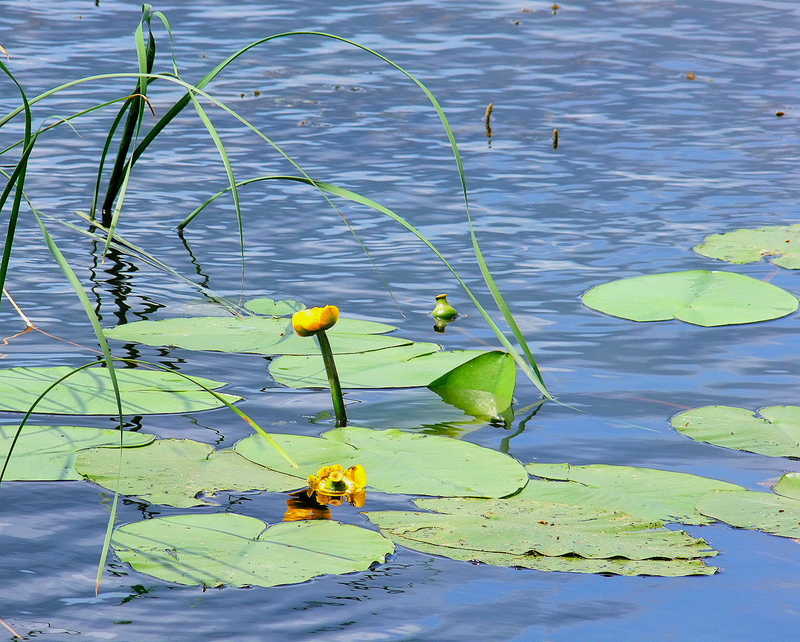 Речной этюд лето природа озеро