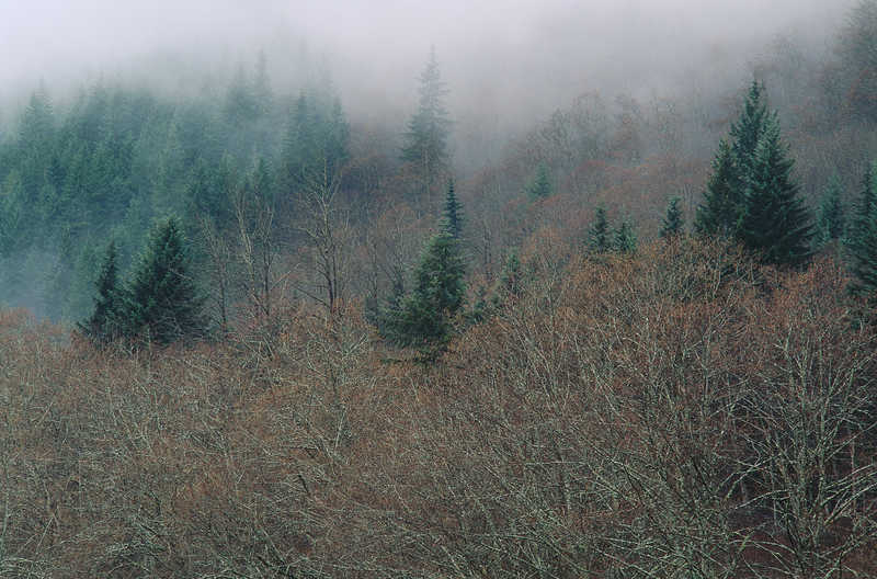 Туман в лесу природа  лес  туман