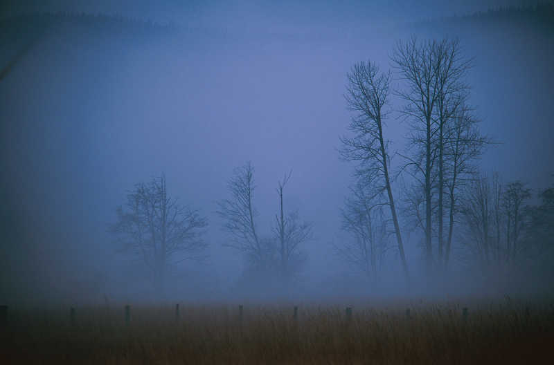 Сизый туман природа  лес  туман