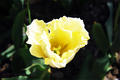 желтый тюльпан с бахромой