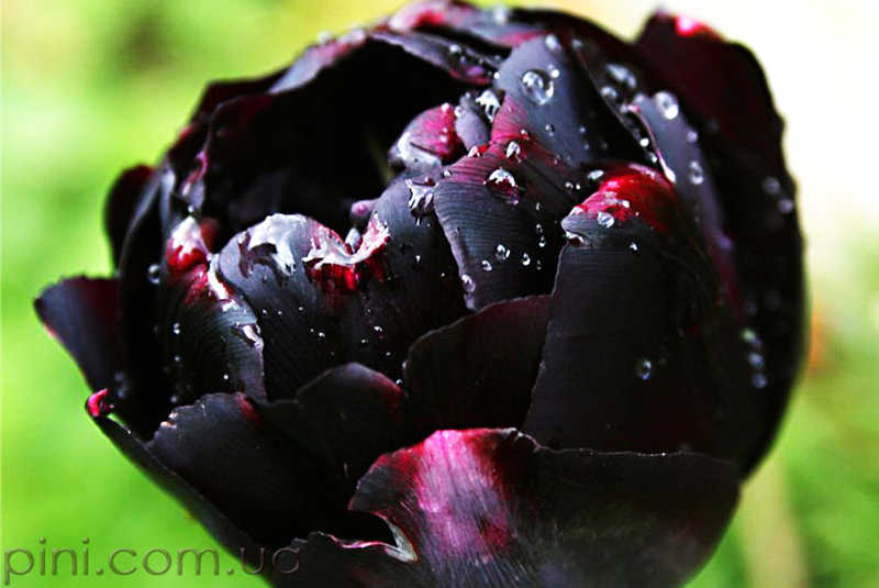 Черный тюльпан Цветы  черный тюльпан  тюльпаны