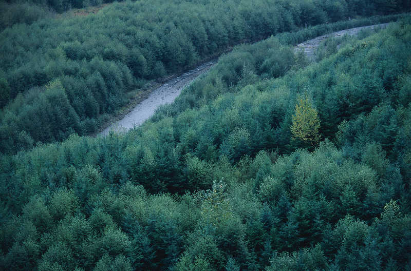 Река в лесу природа  лес  река
